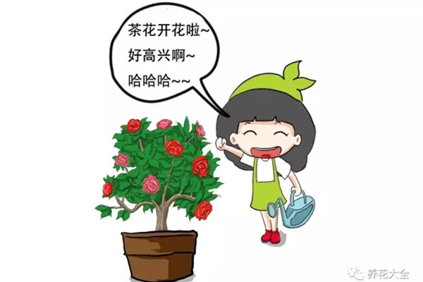 茶花養(yǎng)護(hù)大揭秘，過(guò)年買(mǎi)的茶花就這么養(yǎng)