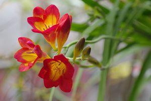 香雪蘭開(kāi)花后怎么處理