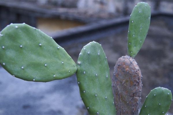 仙人掌類植物可以悶養(yǎng)嗎