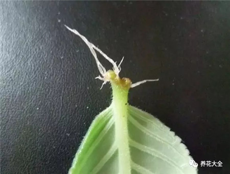 植物葉插——以大巖桐為例