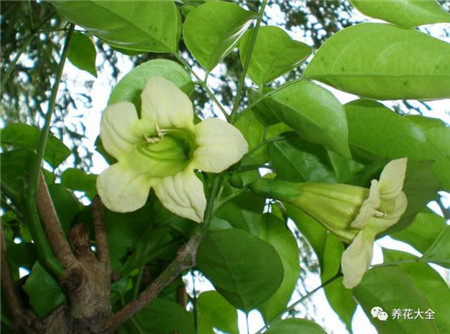 幸福樹(shù)開(kāi)花