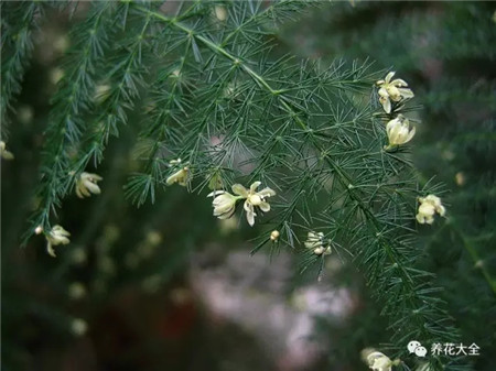 文竹開(kāi)花