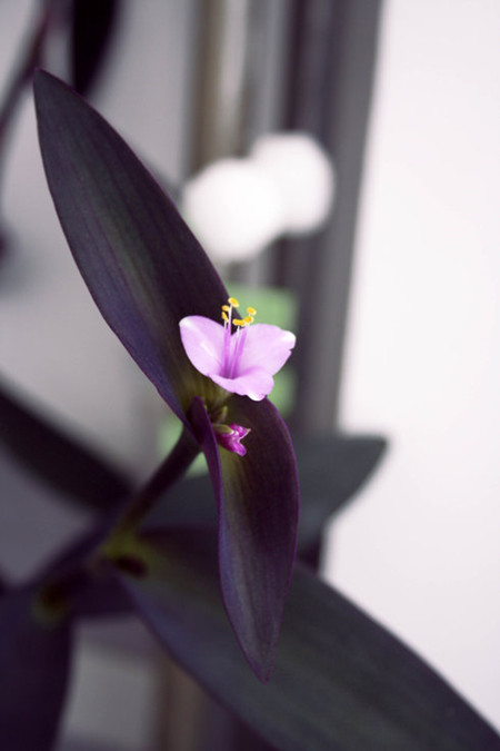 吊竹梅花朵獨枝