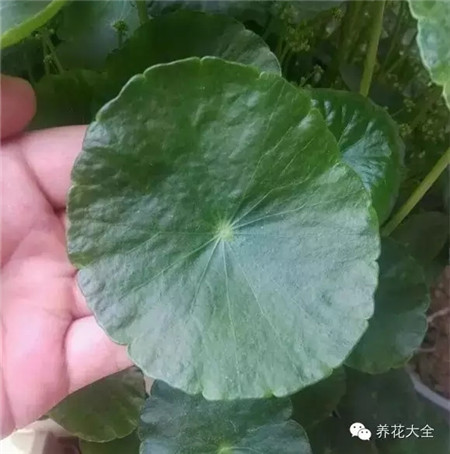 銅錢草