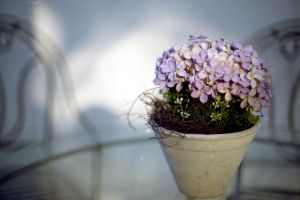 秋季降溫，盆花入室要點