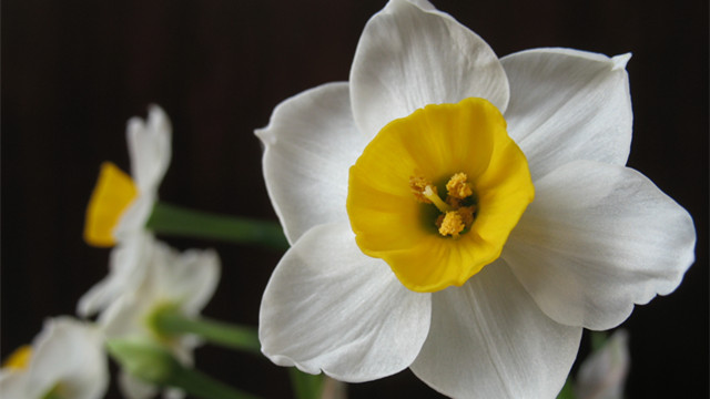 水仙花什么時(shí)候開花