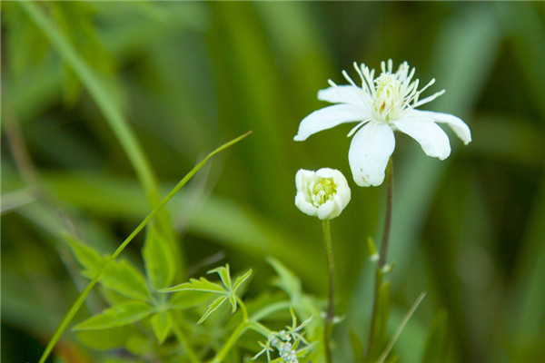 影響種子發(fā)芽率的原因