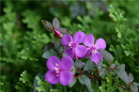 虎顏花怎么繁殖