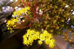 小人祭什么時(shí)候開(kāi)花