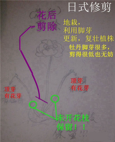 日式牡丹剪法