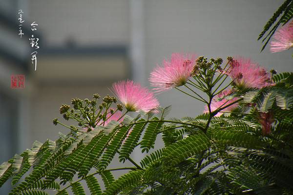 合歡花的移栽和管理