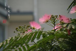 合歡花的移栽和管理