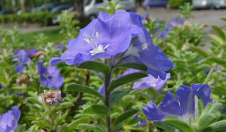 藍星花花種催芽