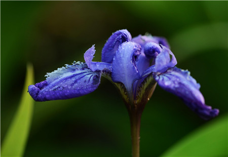 鳶尾的側芽移植