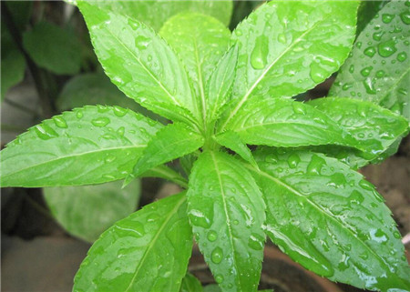 鳳仙花怎么換盆定植