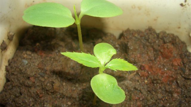 鳳仙花怎么換盆定植