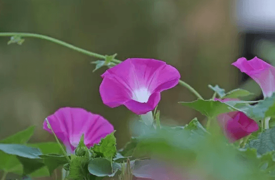 牽牛花