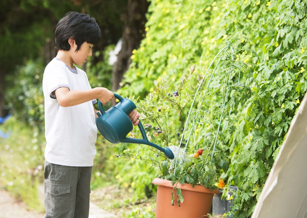 浸泡菜葉后使用