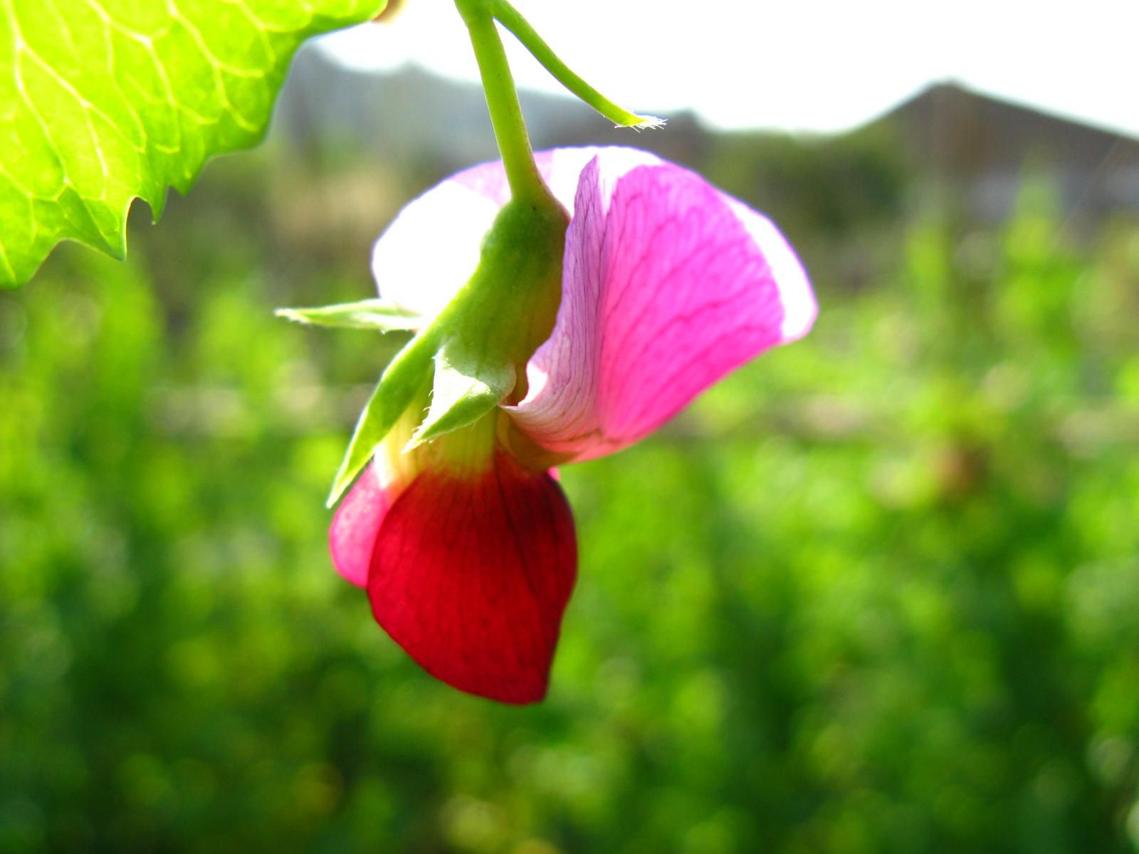 秋季，花卉該怎樣施肥？