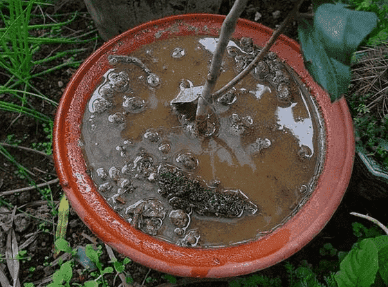 茶花澆水