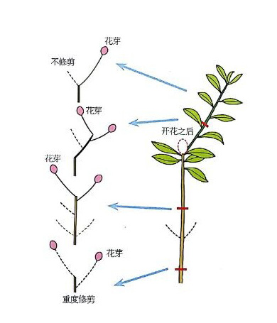 杜鵑花的花芽生長(zhǎng)