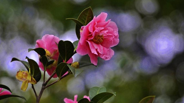 茶花怎樣上盆和換盆