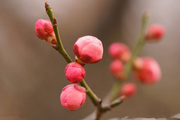 梅花為什么不開花