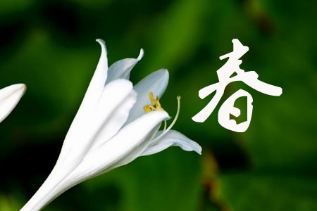 玉簪花春季養(yǎng)護