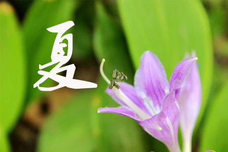 玉簪花的夏季養(yǎng)護