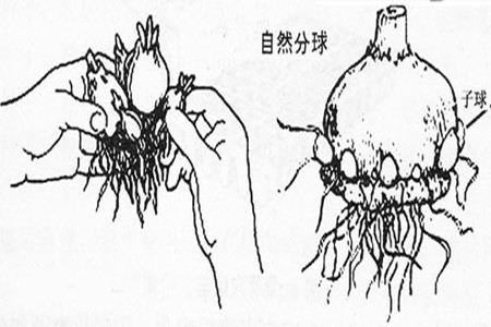 風(fēng)信子分球繁殖方法