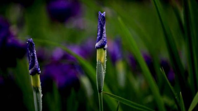 花菖蒲怎么修剪