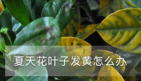 夏天花葉子發(fā)黃怎么辦 黃葉枯萎的原因及補(bǔ)救辦法