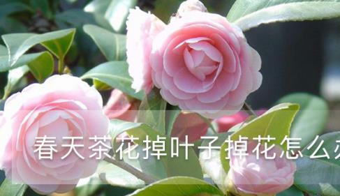 春天茶花掉葉子掉花怎么辦