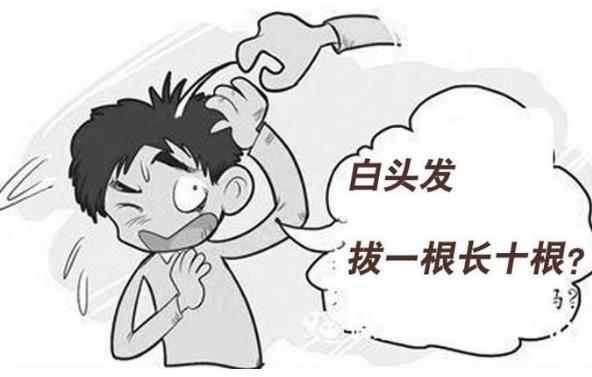 白頭發(fā)如何根治才能變成黑頭發(fā)？白頭發(fā)真的是拔一根會長十根嗎