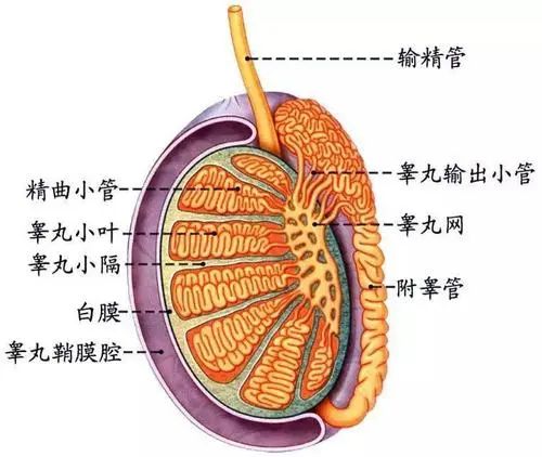 北京紫荊醫(yī)院看男科怎么樣？睪丸痛怎么辦