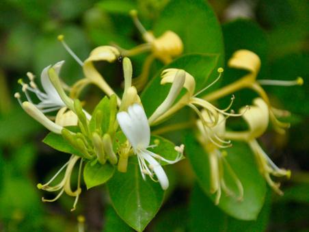 喝金銀花茶有哪些好處？金銀花有哪些食用禁忌？