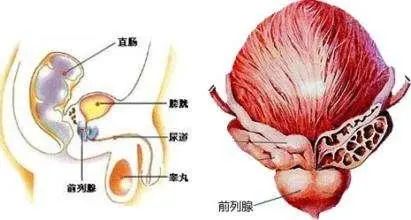 北京紫荊醫(yī)院是私立的嗎？貪吃腹痛竟然“惹來”前列腺炎