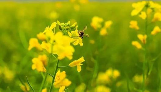 吃油菜花有哪些好處？油菜花和油菜有哪些區(qū)別