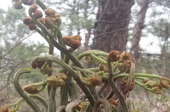 蕨菜的做法有哪些？蕨菜的食用禁忌