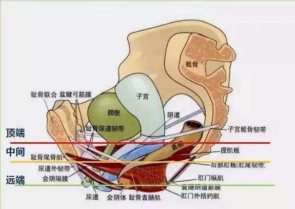 女性陰部真實照片：健康女人真實完美陰道及處女膜解剖學(xué)圖片【多圖】