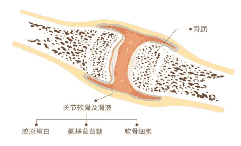 日常養(yǎng)護(hù)關(guān)節(jié)軟骨，有哈藥氨糖幫忙更高效