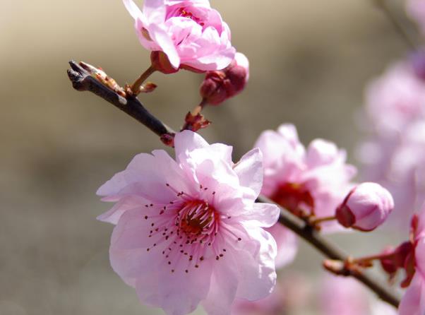 梅花如何進(jìn)行修剪 根據(jù)生長(zhǎng)季花前花后選擇剪枝