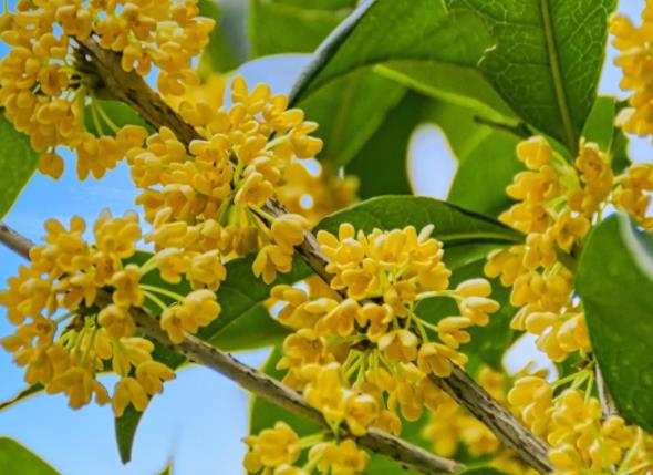 桂花用什么樹(shù)嫁接好 葉女貞冬青水蠟流蘇樹(shù)皆可