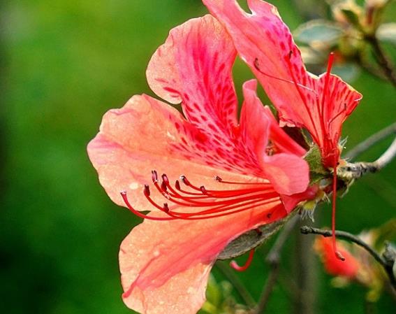 杜鵑花一年開幾次花 三種花期,根據生長環(huán)境開花