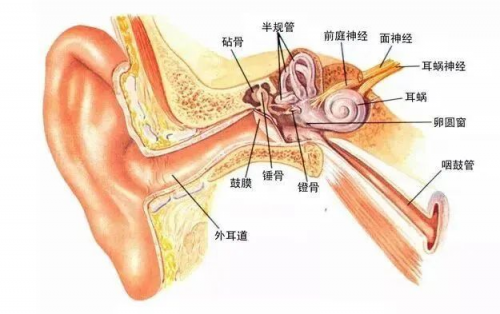 采耳一時(shí)爽！當(dāng)心真菌性外耳道炎找上門！