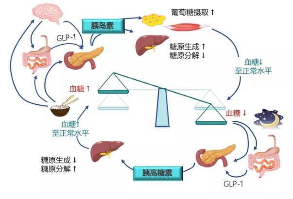 糖尿病的發(fā)病原因？糖尿病對女性性功能的影響？