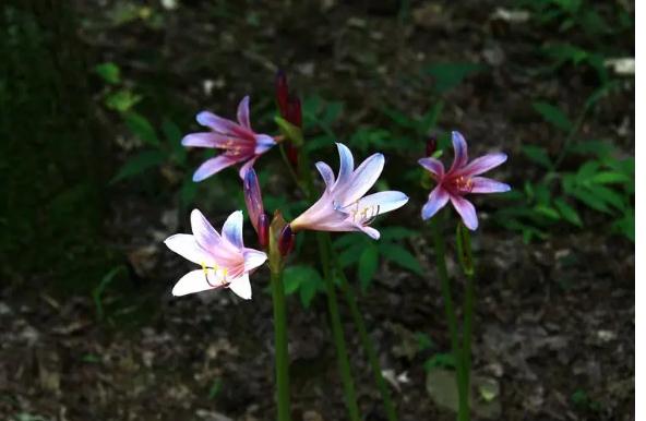 石蒜科花卉有哪些？宿根花卉有哪些？