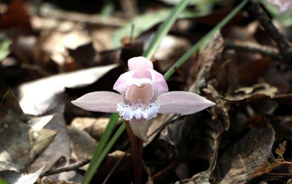 什么是蘭科花卉？石蒜科花卉常見(jiàn)類(lèi)型有哪些？