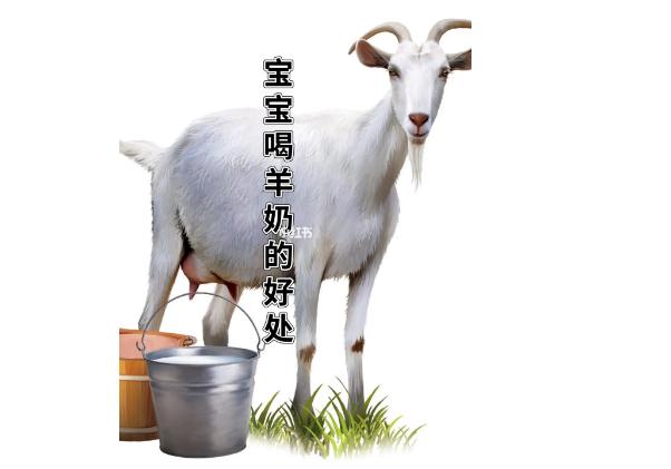 羊奶粉有什么優(yōu)點(diǎn)？嬰兒喝牛奶粉好還是羊奶粉好？