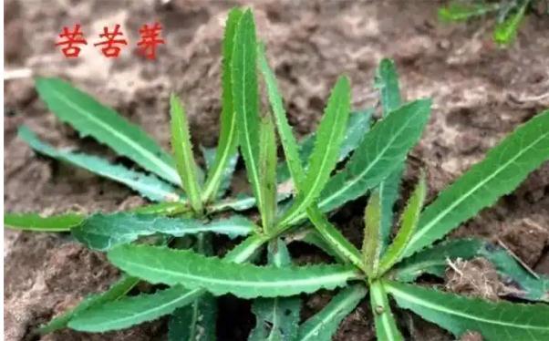 什么是胃炎？胃炎吃苦菜有什么好處？